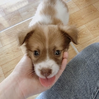 Như Ý