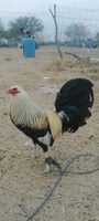 GiaHan 