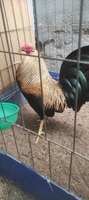 Mr tô