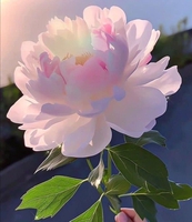 Nguyen Thi My Linh