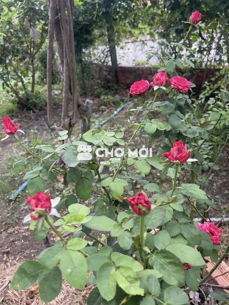 cần cho máy bao đồ từ thiện sl nhiều, lấy hết