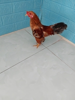 vào việc  luôn 