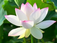 Quỳnh Đặng