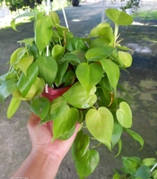 ghi đông 