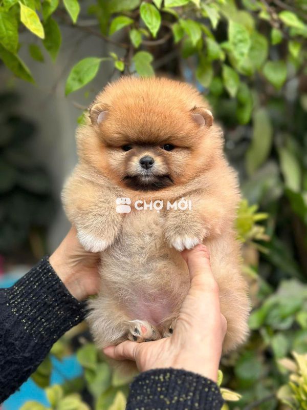Chó Pom Thuần Chủng