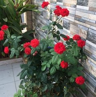 Về Lại Ngày Xưa