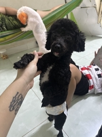 Nhi