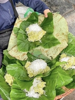 Hoàng Minh