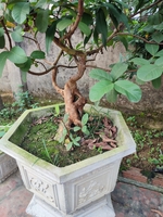 Nguyễn văn Việt