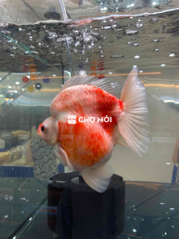 Rm xin đồ ngủ thun lạnh cho người bạn