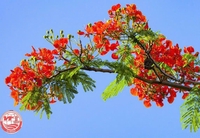 lê việt trung