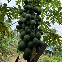 Tai Vu