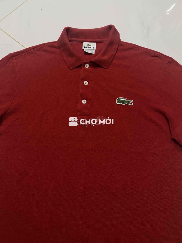 Polo lacoste cá sấu to