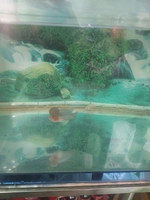 Nguyễn Hiếu Trung Khoa