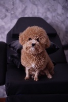 Hoàng đức việt