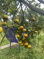 Nguyễn Thanh Quang 