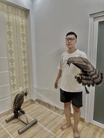 Trương Quốc Bình