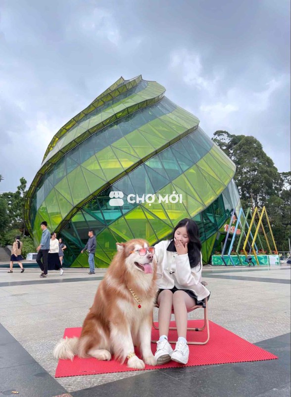 Áo khoác nữ dạ ép trắng