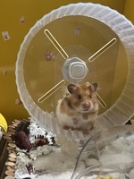 Nguyễn Hải Ngọc Huyền