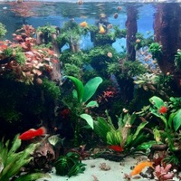 Huỳnh Mạnh Trinh